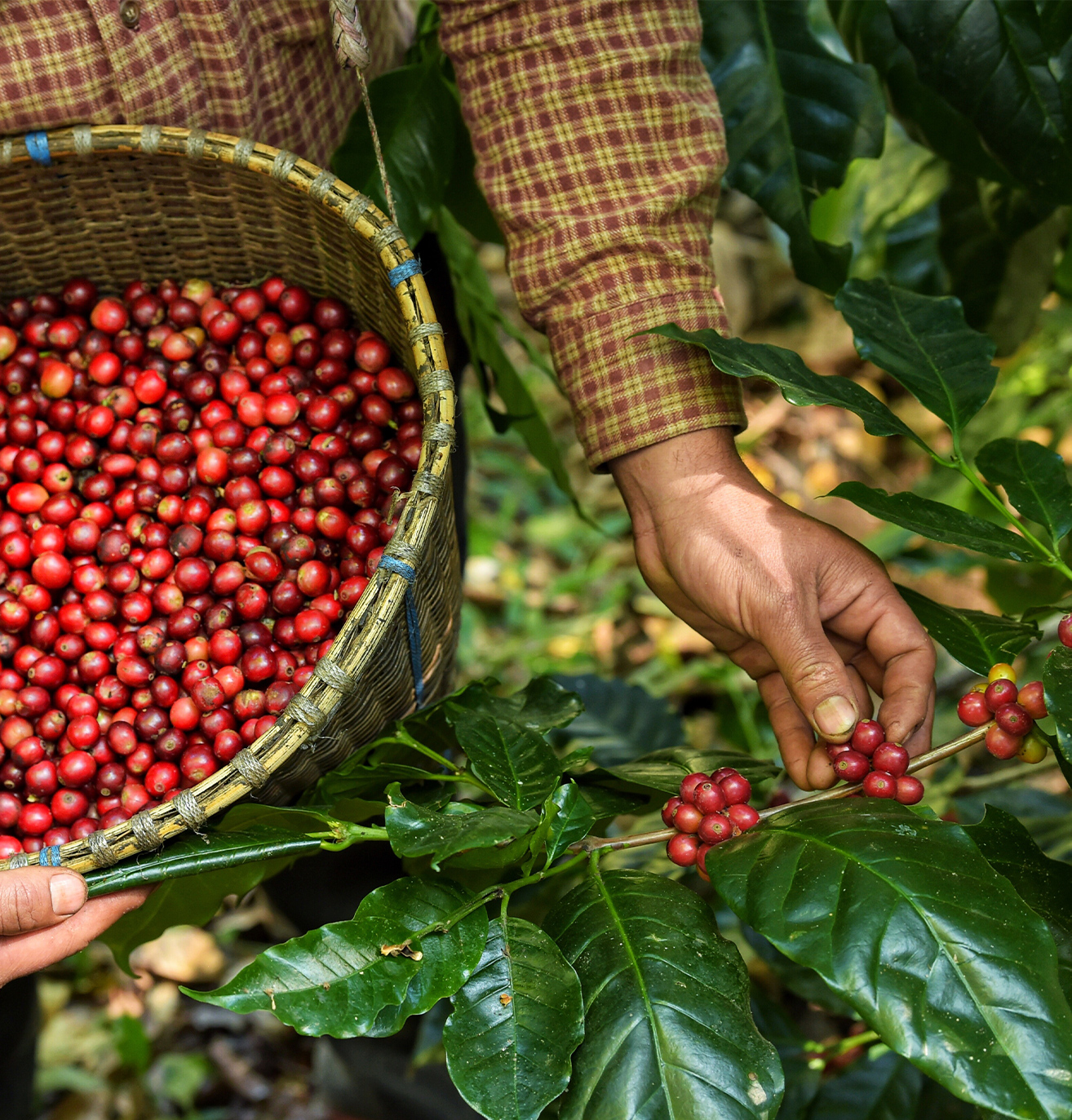 Grains de café arabica Yaca